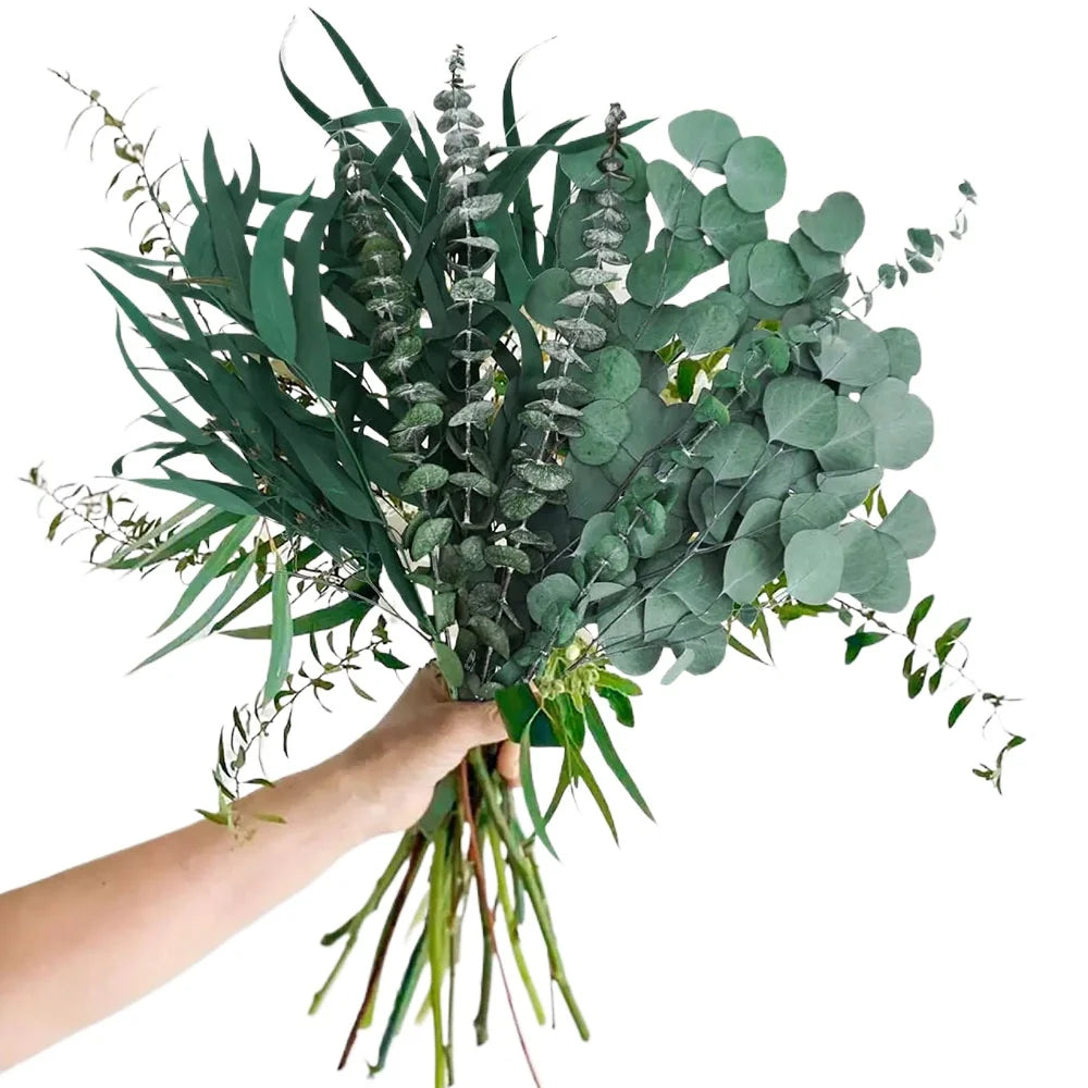 Eucalyptus Eda · branches préservées